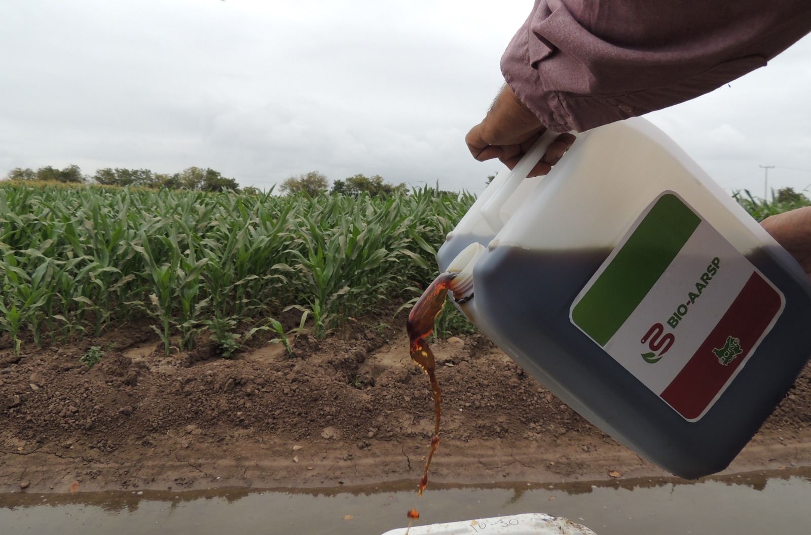 AGRICULTORES APUESTAN POR EL USO DE BIOFERTILIZANTES
