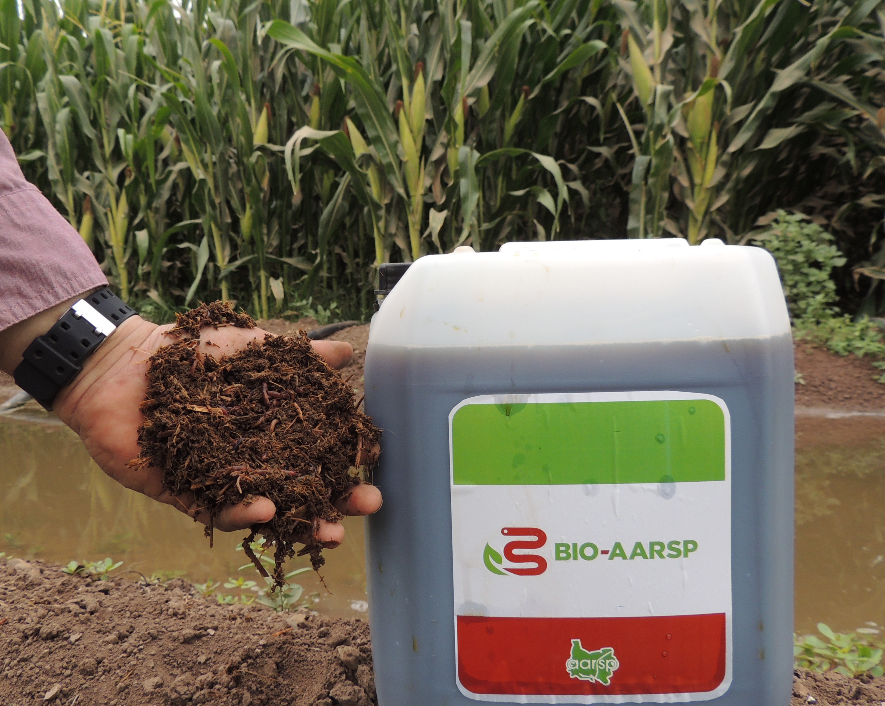 En Guasave, la Asociación de Agricultores del Río Sinaloa Poniente produce 15 mil litros al día